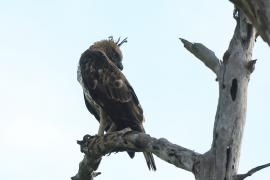 Wojownik indyjski - Nisaetus cirrhatus - Changeable Hawk Eagle