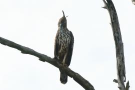 Wojownik indyjski - Nisaetus cirrhatus - Changeable Hawk Eagle