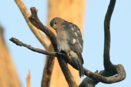 Krogulec mały - Accipiter badius  - Shikra