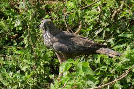 Wojownik indyjski - Nisaetus cirrhatus - Changeable Hawk Eagle
