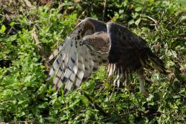 Wojownik indyjski - Nisaetus cirrhatus - Changeable Hawk Eagle