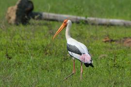 Dławigad indyjski - Mycteria leucocephala - Painted Stork