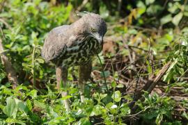 Wojownik indyjski - Nisaetus cirrhatus - Changeable Hawk Eagle