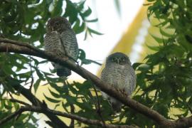 Sóweczka prążkowana - Glaucidium radiatum - Jungle Owlet
