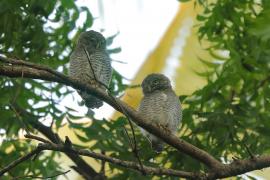 Sóweczka prążkowana - Glaucidium radiatum - Jungle Owlet