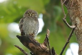 Sóweczka prążkowana - Glaucidium radiatum - Jungle Owlet