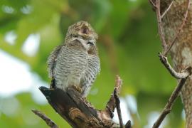 Sóweczka prążkowana - Glaucidium radiatum - Jungle Owlet