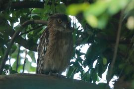 Ketupa bosonoga - Ketupa zeylonensis - Brown Fish Owl