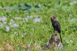 Wężówka indyjska - Anhinga melanogaster - Oriental Darter