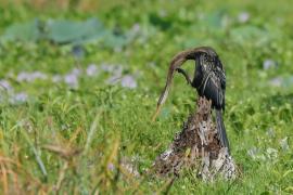 Wężówka indyjska - Anhinga melanogaster - Oriental Darter