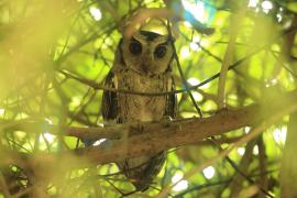 Syczek długouchy - Otus bakkamoena - Collared Scops Owl