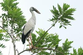 Kleszczak azjatycki - Anastomus oscitans - Asian Openbill