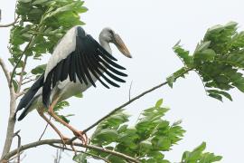 Kleszczak azjatycki - Anastomus oscitans - Asian Openbill