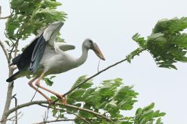 Kleszczak azjatycki - Anastomus oscitans - Asian Openbill