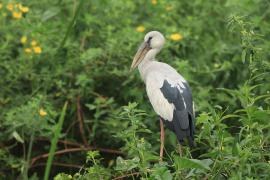 Kleszczak azjatycki - Anastomus oscitans - Asian Openbill