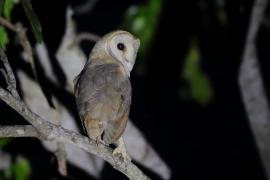Płomykówka - Tyto alba - Common Barn Owl