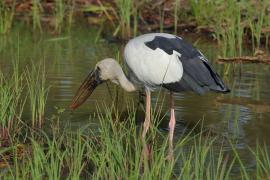 Kleszczak azjatycki - Anastomus oscitans - Asian Openbill