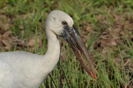 Kleszczak azjatycki - Anastomus oscitans - Asian Openbill