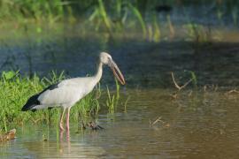 Kleszczak azjatycki - Anastomus oscitans - Asian Openbill