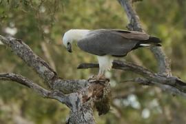 Bielik białobrzuchy - Haliaeetus leucogaster - White-bellied Sea Eagle