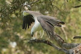 Bielik białobrzuchy - Haliaeetus leucogaster - White-bellied Sea Eagle