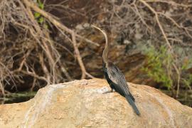 Wężówka indyjska - Anhinga melanogaster - Oriental Darter