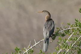 Wężówka indyjska - Anhinga melanogaster - Oriental Darter
