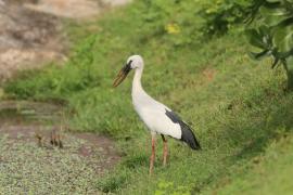 Kleszczak azjatycki - Anastomus oscitans - Asian Openbill