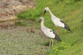 Kleszczak azjatycki - Anastomus oscitans - Asian Openbill