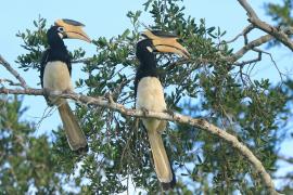 Dzioborożec orientalny - Anthracoceros coronatus - Malabar Pied Hornbill