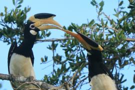Dzioborożec orientalny - Anthracoceros coronatus - Malabar Pied Hornbill