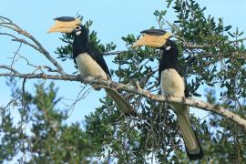Dzioborożec orientalny - Anthracoceros coronatus - Malabar Pied Hornbill