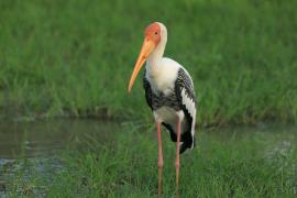 Dławigad indyjski - Mycteria leucocephala - Painted Stork