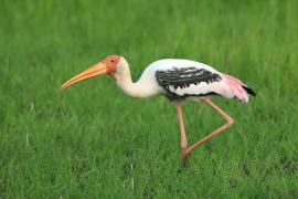 Dławigad indyjski - Mycteria leucocephala - Painted Stork