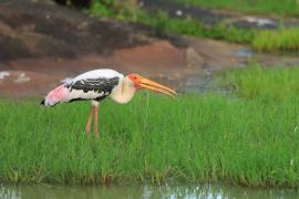 Dławigad indyjski - Mycteria leucocephala - Painted Stork