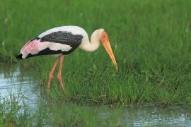 Dławigad indyjski - Mycteria leucocephala - Painted Stork