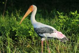 Dławigad indyjski - Mycteria leucocephala - Painted Stork