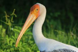 Dławigad indyjski - Mycteria leucocephala - Painted Stork