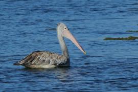 Pelikan indyjski - Pelecanus philippensis - Spot-billed Pelican