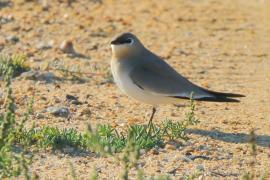 Żwirowiec mały - Glareola lactea - Little Pratincole/Small Pratincole