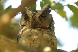 Syczek długouchy - Otus bakkamoena - Collared Scops Owl