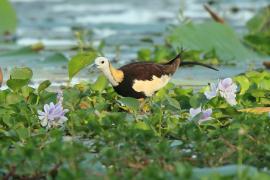 Długoszpon chiński - Hydrophasianus chirurgus - Pheasant-tailed Jacana