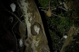 Płomykówka - Tyto alba - Common Barn Owl