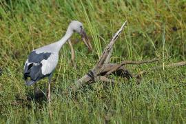 Kleszczak azjatycki - Anastomus oscitans - Asian Openbill