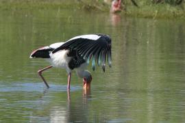 Dławigad indyjski - Mycteria leucocephala - Painted Stork