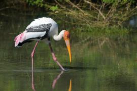 Dławigad indyjski - Mycteria leucocephala - Painted Stork