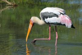 Dławigad indyjski - Mycteria leucocephala - Painted Stork