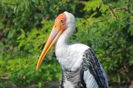 Dławigad indyjski - Mycteria leucocephala - Painted Stork