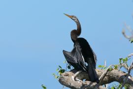 Wężówka indyjska - Anhinga melanogaster - Oriental Darter