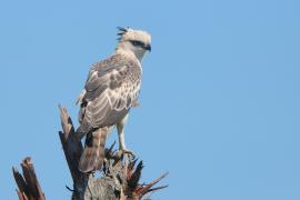Wojownik indyjski - Nisaetus cirrhatus - Changeable Hawk Eagle
